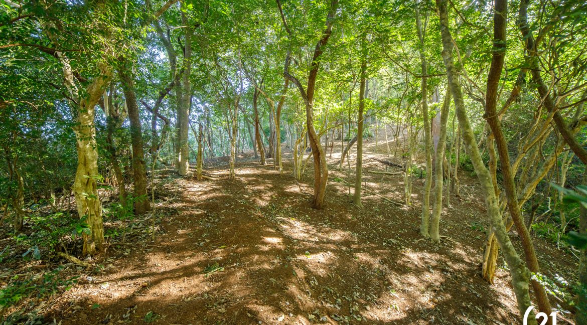 C21 Nosara Bosque Verde-03