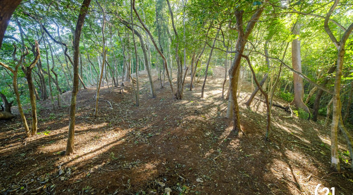 C21 Nosara Bosque Verde-04