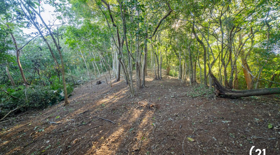 C21 Nosara Bosque Verde-05