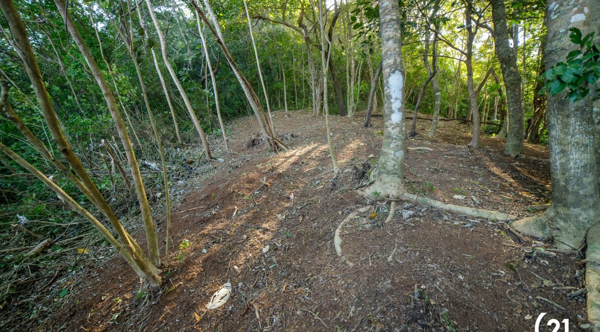 C21 Nosara Bosque Verde-07