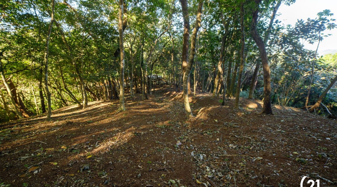 C21 Nosara Bosque Verde-08