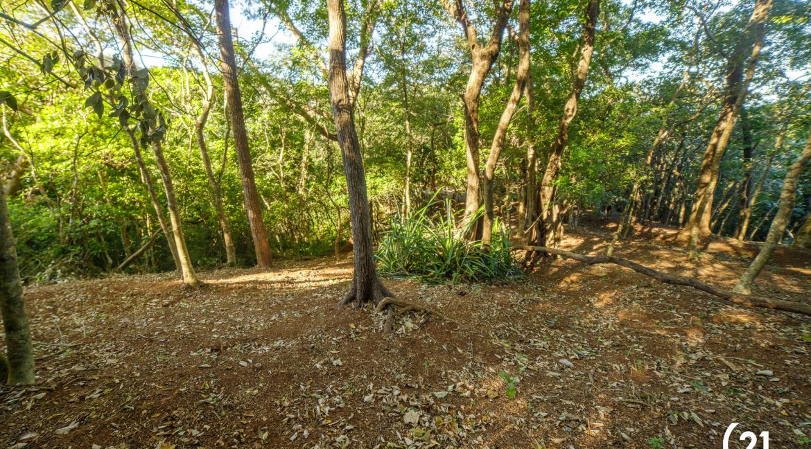 C21 Nosara Bosque Verde-09