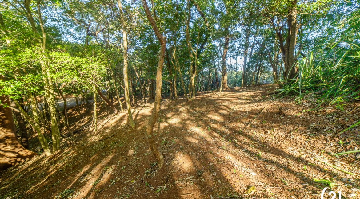 C21 Nosara Bosque Verde-11