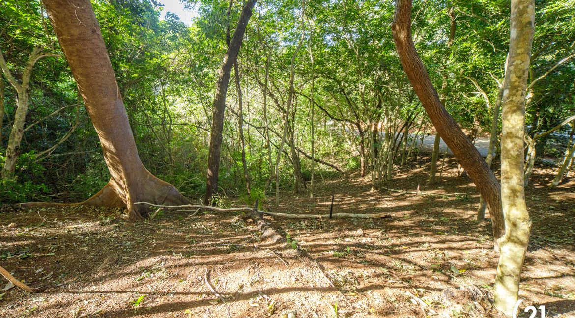 C21 Nosara Bosque Verde-12