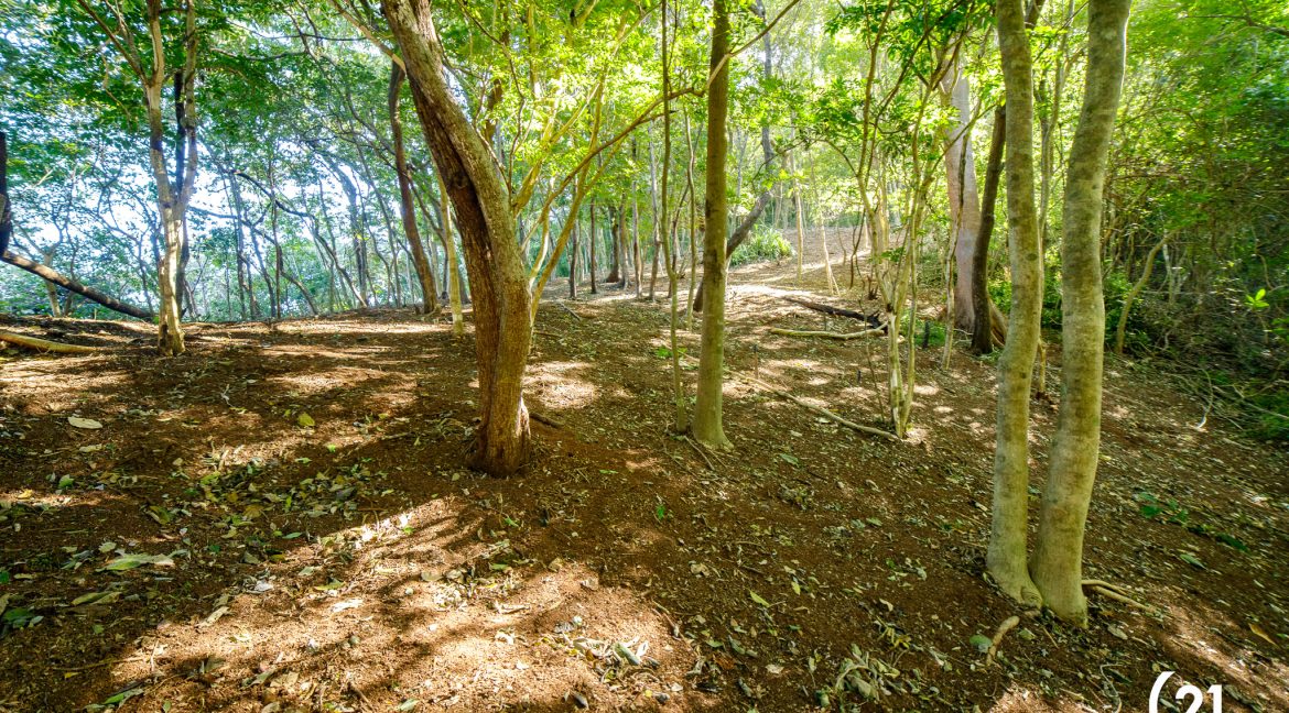 C21 Nosara Bosque Verde-13