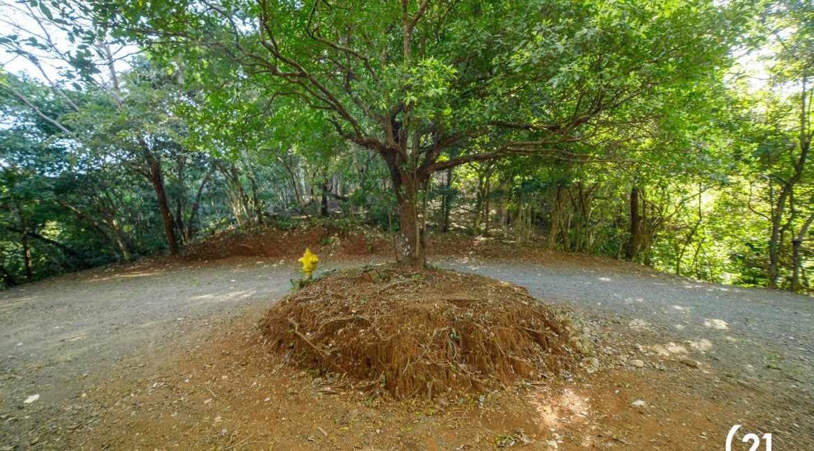 C21 Nosara Bosque Verde-15
