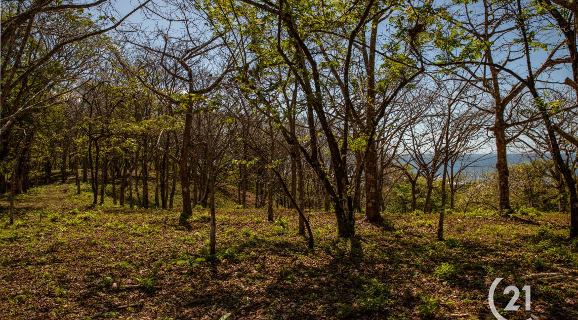 El Rayo Ocean View -Century 21-Nosara-La Costa Realty-Real Estate-Nosara-Playa Guiones-Guanacaste-Costa Rica-Allan Monestel-Real Estate Agent-Real Estate Office.-28