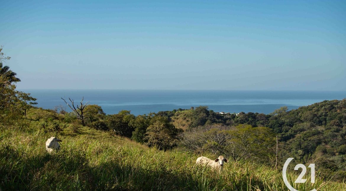 Finca Rio Montaña-Century 21-Nosara-Allan Monestel-Real Estate-Agent-Nosara-Playa Guiones-Playa Pelada-Guanacaste-Costa Rica-Bienes Raices- Real Estate- For Sale-3