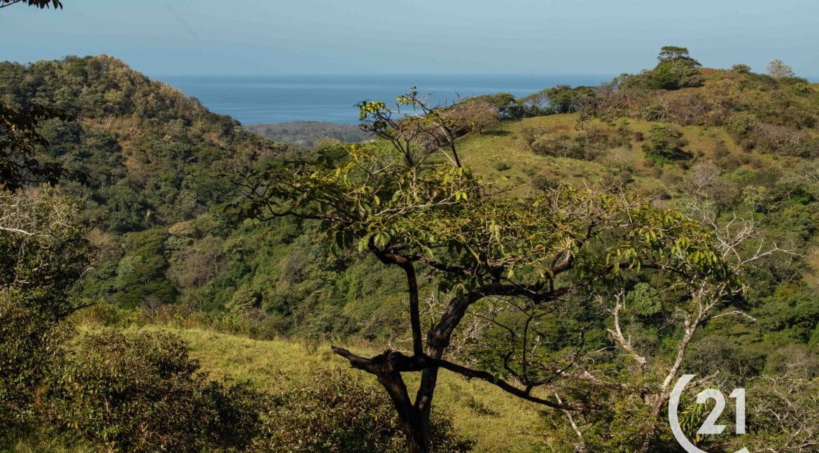 Finca Rio Montaña-Century 21-Nosara-Allan Monestel-Real Estate-Agent-Nosara-Playa Guiones-Playa Pelada-Guanacaste-Costa Rica-Bienes Raices- Real Estate- For Sale-6