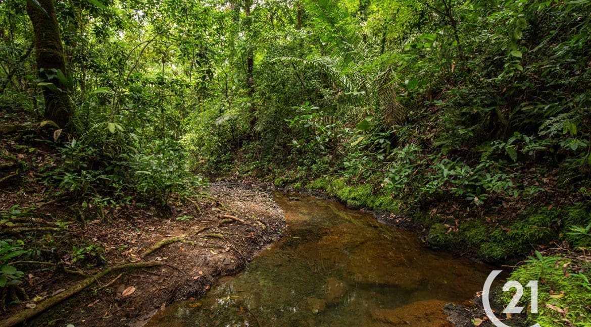 Finca Palmares San Junillo-Century 21-Nosara-Allan Monestel-Real Estate-Agent-Nosara-Playa Guiones-Playa Pelada-Guanacaste-Costa Rica-Bienes Raices- Real Estate- For Sale-12