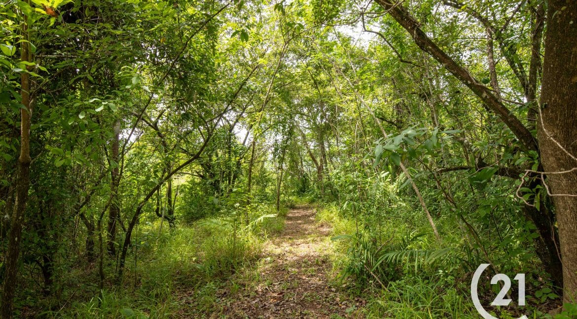 Finca Palmares San Junillo-Century 21-Nosara-Allan Monestel-Real Estate-Agent-Nosara-Playa Guiones-Playa Pelada-Guanacaste-Costa Rica-Bienes Raices- Real Estate- For Sale-17