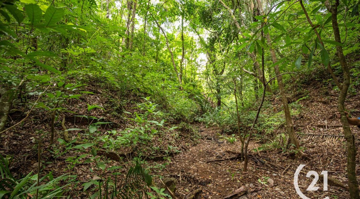 Finca Palmares San Junillo-Century 21-Nosara-Allan Monestel-Real Estate-Agent-Nosara-Playa Guiones-Playa Pelada-Guanacaste-Costa Rica-Bienes Raices- Real Estate- For Sale-18