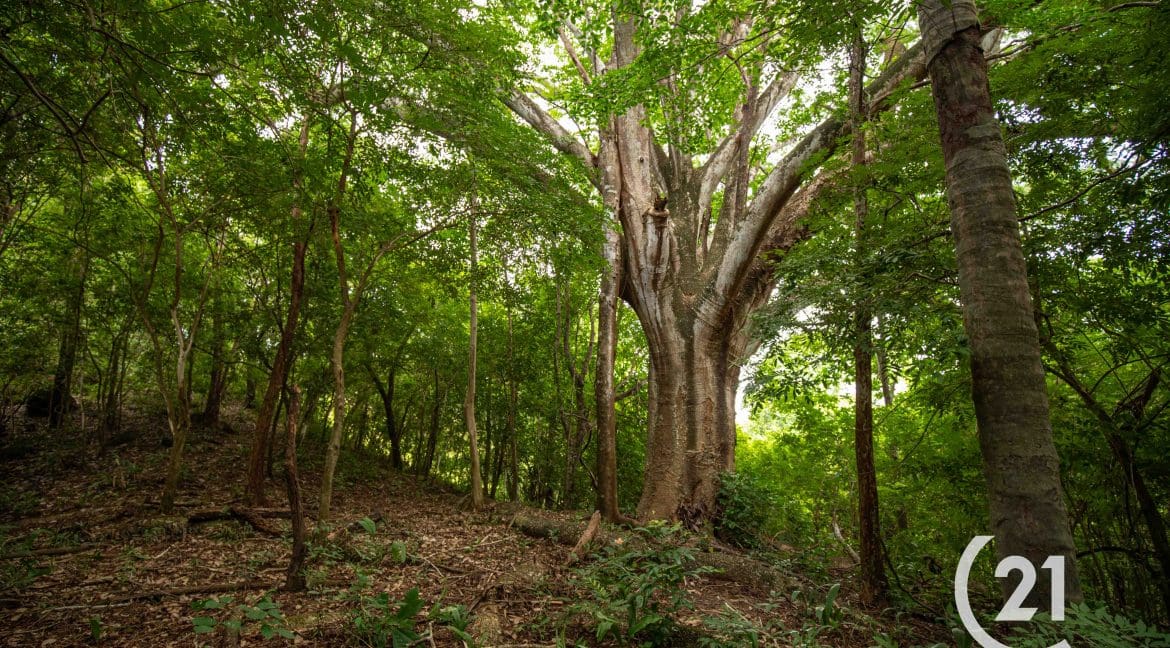 Finca Palmares San Junillo-Century 21-Nosara-Allan Monestel-Real Estate-Agent-Nosara-Playa Guiones-Playa Pelada-Guanacaste-Costa Rica-Bienes Raices- Real Estate- For Sale-19