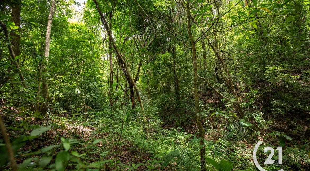 Finca Palmares San Junillo-Century 21-Nosara-Allan Monestel-Real Estate-Agent-Nosara-Playa Guiones-Playa Pelada-Guanacaste-Costa Rica-Bienes Raices- Real Estate- For Sale-21