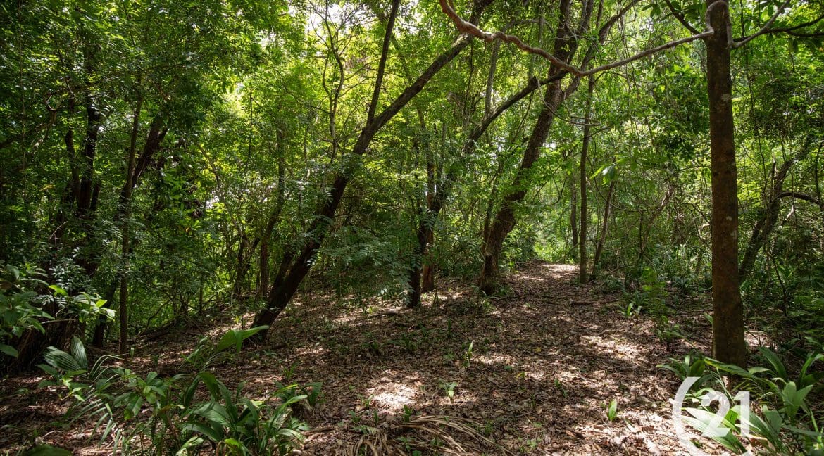 Finca Palmares San Junillo-Century 21-Nosara-Allan Monestel-Real Estate-Agent-Nosara-Playa Guiones-Playa Pelada-Guanacaste-Costa Rica-Bienes Raices- Real Estate- For Sale-22