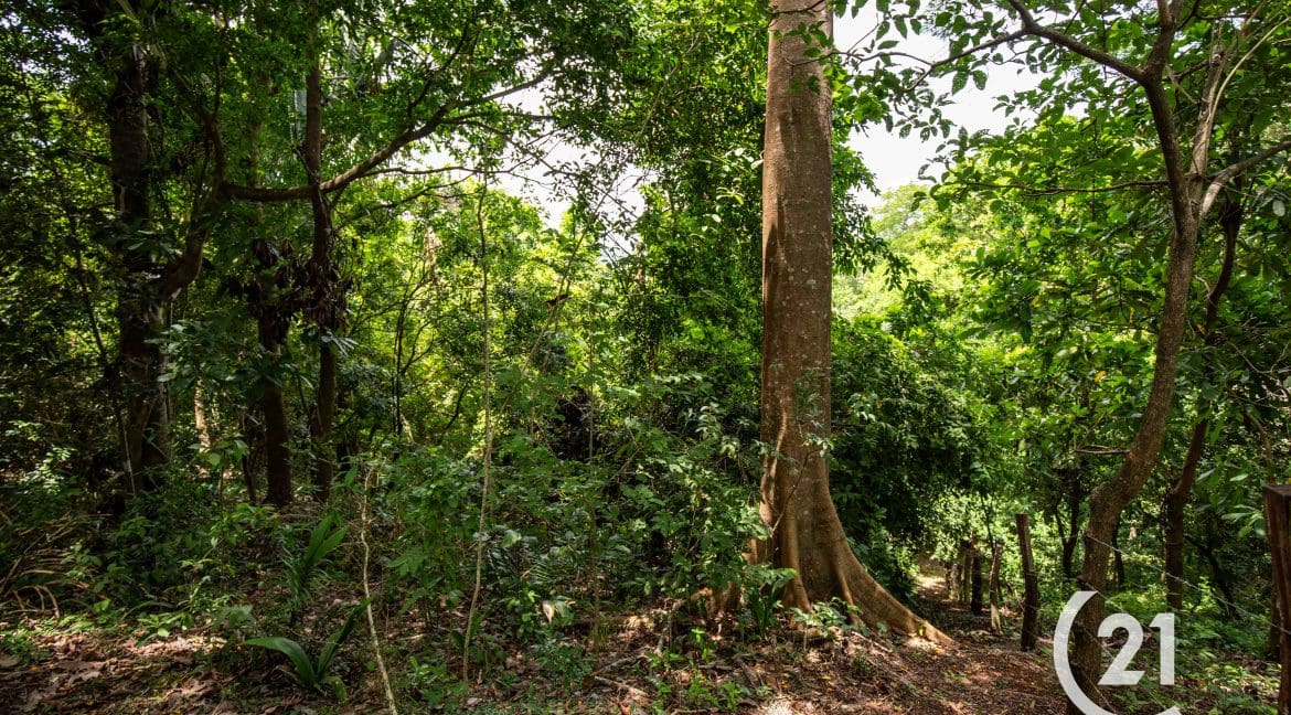 Finca Palmares San Junillo-Century 21-Nosara-Allan Monestel-Real Estate-Agent-Nosara-Playa Guiones-Playa Pelada-Guanacaste-Costa Rica-Bienes Raices- Real Estate- For Sale-23