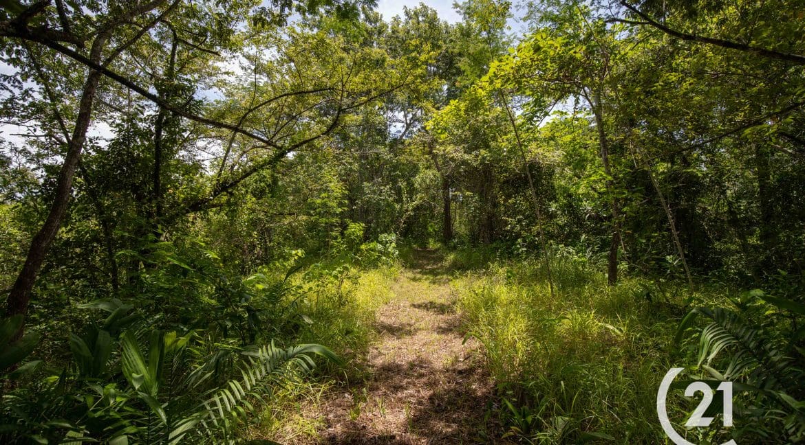 Finca Palmares San Junillo-Century 21-Nosara-Allan Monestel-Real Estate-Agent-Nosara-Playa Guiones-Playa Pelada-Guanacaste-Costa Rica-Bienes Raices- Real Estate- For Sale-9