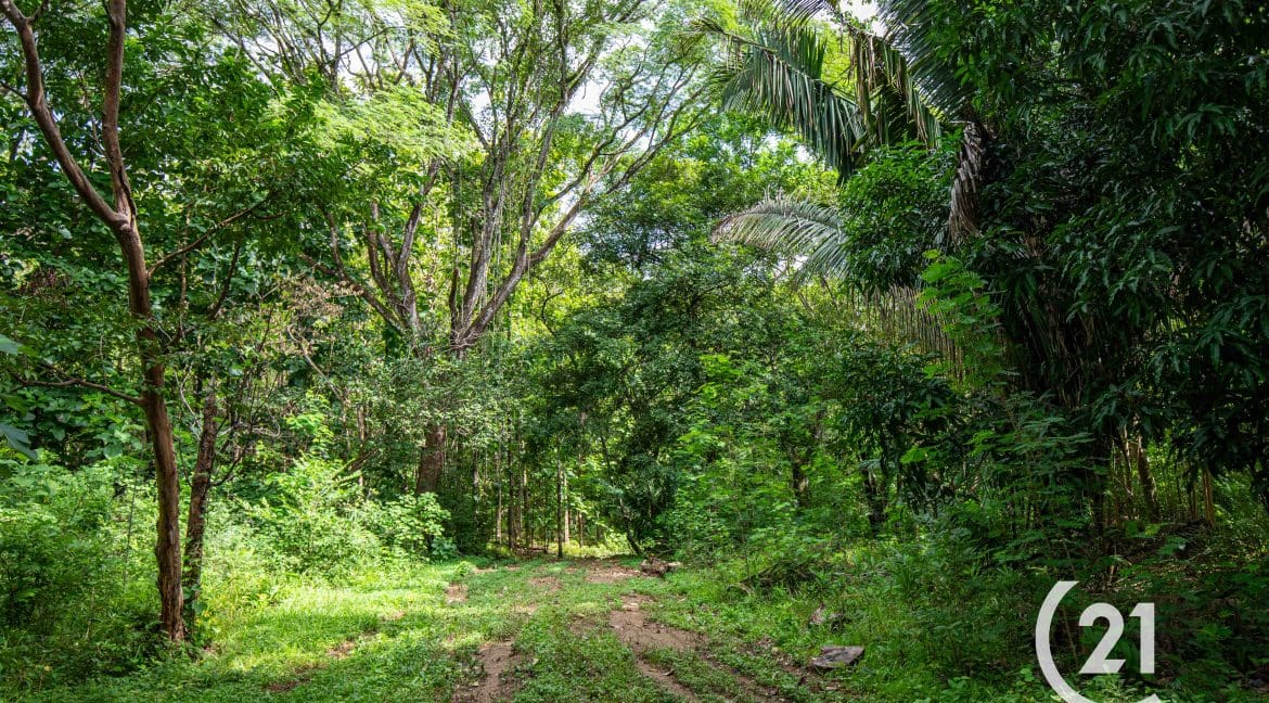 Finca Rio Rosario Mountain -Century 21-Nosara-Allan Monestel-Real Estate-Agent-Nosara-Playa Guiones-Playa Pelada-Guanacaste-Costa Rica-Bienes Raices- Real Estate- For Sale-11