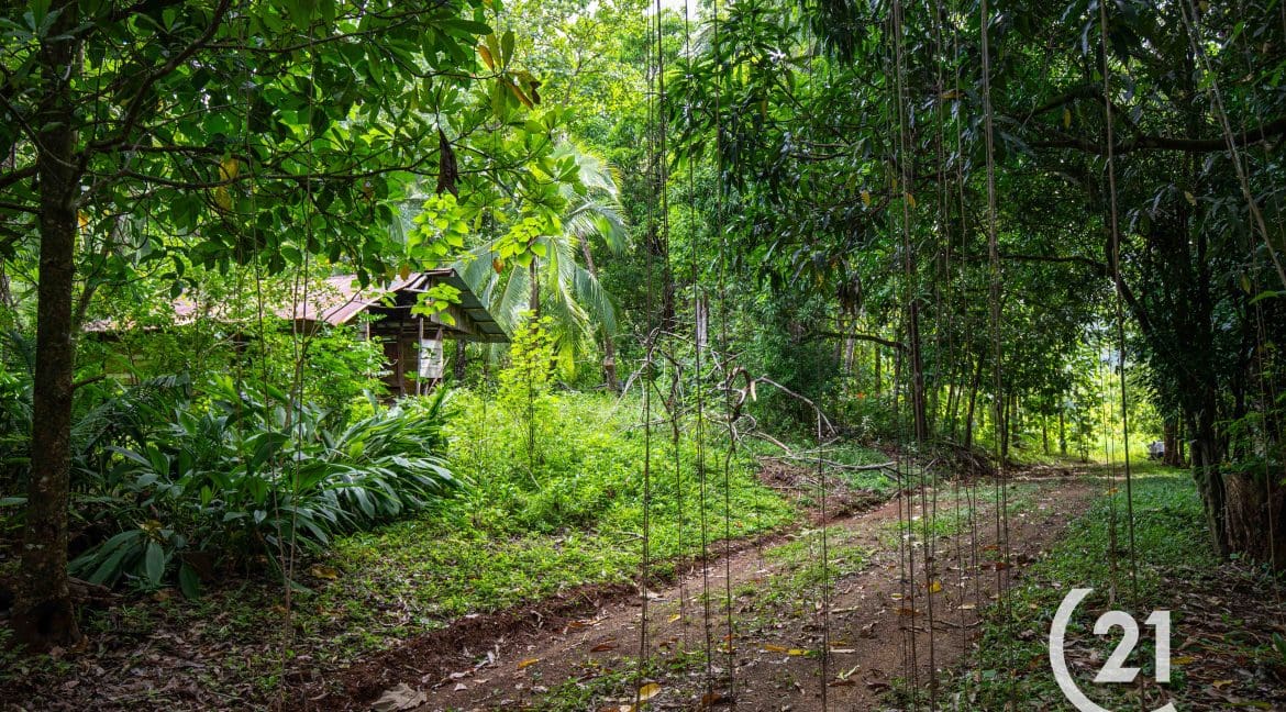 Finca Rio Rosario Mountain -Century 21-Nosara-Allan Monestel-Real Estate-Agent-Nosara-Playa Guiones-Playa Pelada-Guanacaste-Costa Rica-Bienes Raices- Real Estate- For Sale-13