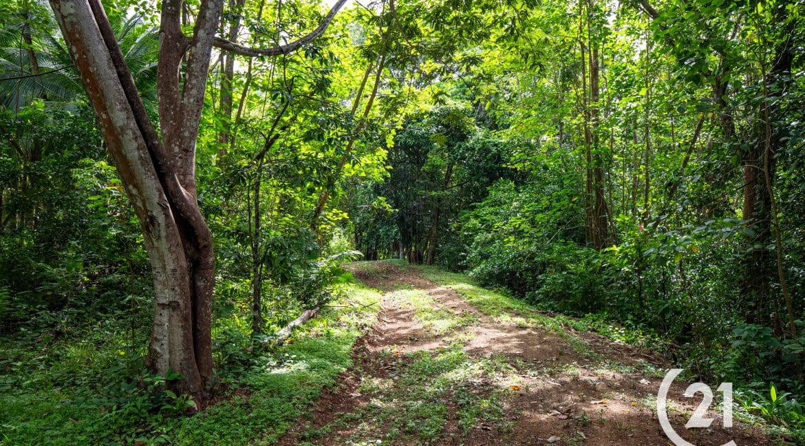 Finca Rio Rosario Mountain -Century 21-Nosara-Allan Monestel-Real Estate-Agent-Nosara-Playa Guiones-Playa Pelada-Guanacaste-Costa Rica-Bienes Raices- Real Estate- For Sale-14