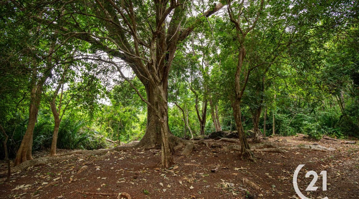 Finca Rio Rosario Mountain -Century 21-Nosara-Allan Monestel-Real Estate-Agent-Nosara-Playa Guiones-Playa Pelada-Guanacaste-Costa Rica-Bienes Raices- Real Estate- For Sale-22