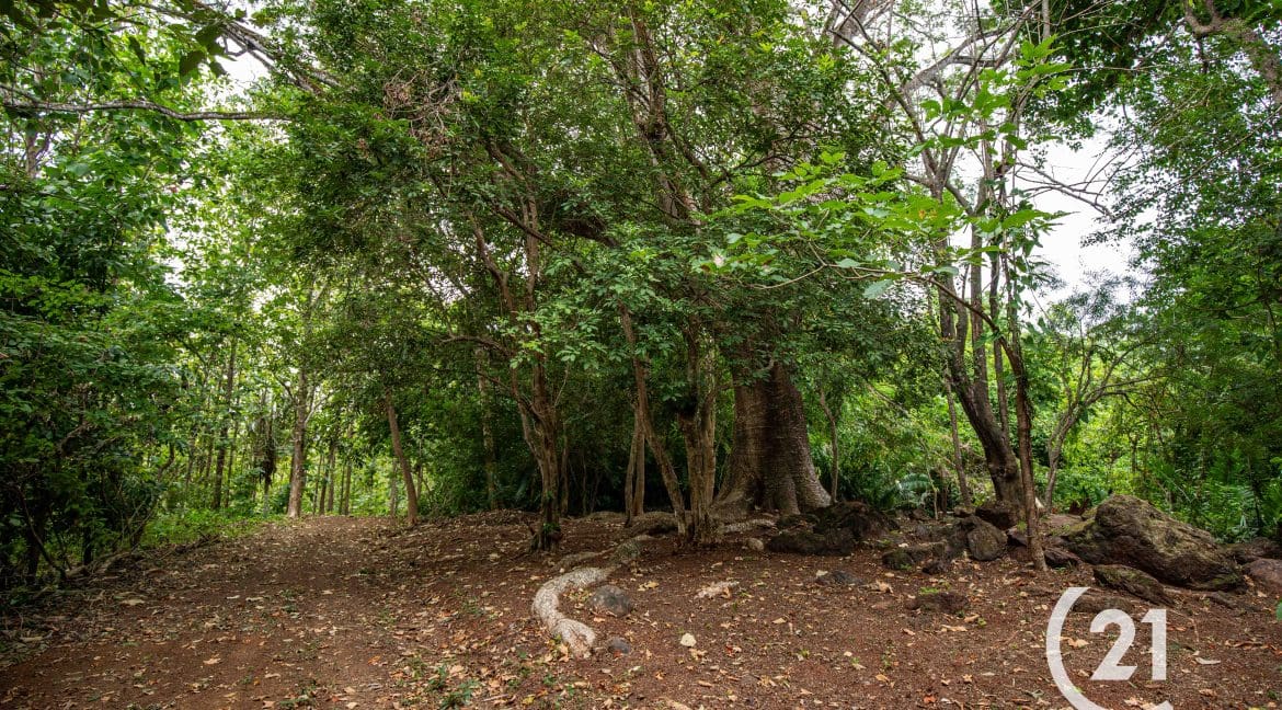 Finca Rio Rosario Mountain -Century 21-Nosara-Allan Monestel-Real Estate-Agent-Nosara-Playa Guiones-Playa Pelada-Guanacaste-Costa Rica-Bienes Raices- Real Estate- For Sale-23